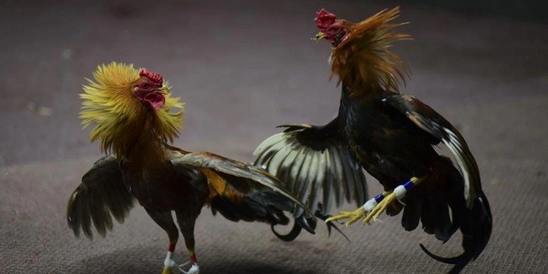 Cách nhận biết thần kê sở hữu lối đá đòn độc